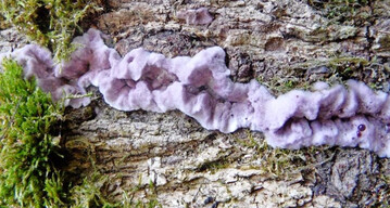 Fruchtkrper des Violetten Schichtpilzes