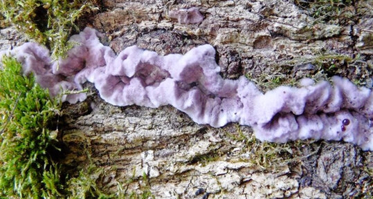 Fruchtkrper des Violetten Schichtpilzes