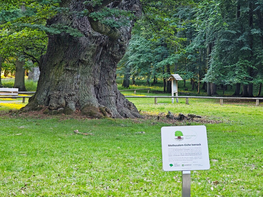 Neue Ehrentafel fr die Methusalem-Eiche