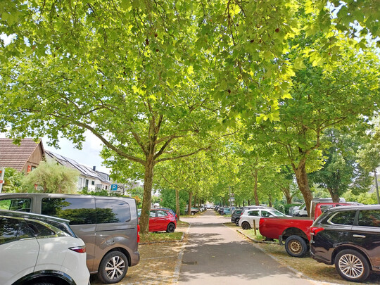 Schatten, und wenn es der für Autos ist, ist für viele Menschen ein nachvollziehbares Argument für Bäume.