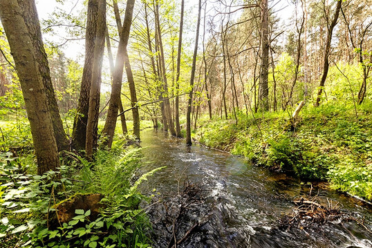 Der firmeneigene Forst in Brandenburg mit einer Waldflche von 3.270 ha