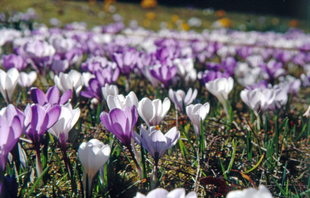 Ein typisches Frhjahrsbild: 
<i>Crocus vernus</i>
 bildet durch Brutzwiebeln und Selbstaussaat
regelrechte Krokuswiesen.