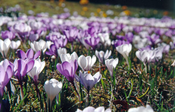 Ein typisches Frhjahrsbild: 
<i>Crocus vernus</i>
 bildet durch Brutzwiebeln und Selbstaussaat
regelrechte Krokuswiesen.