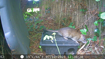 Konkrete Erhebungen zu Rattenpopulationen in deutschen Städten sind nicht bekannt. Schätzungen gehen in Metropolen von drei bis vier Ratten pro Einwohner aus.