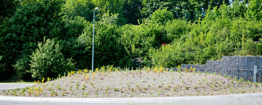 Pflanzung Anfang Mai 2025