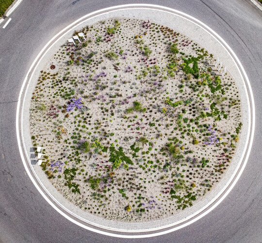 Kreisverkehr Bad Saulgau 3,5 Monate nach der Pflanzung