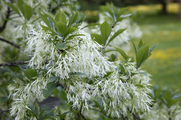 Erstmals wurde ein mit dem Eschentriebsterben infizierter Schneeflockenstrauch (Chionanthus) in Grobritannien entdeckt.