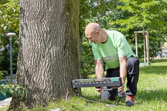 Digitalisierung ermöglicht effiziente Prozesse bei der Baumpflege und -kontrolle.