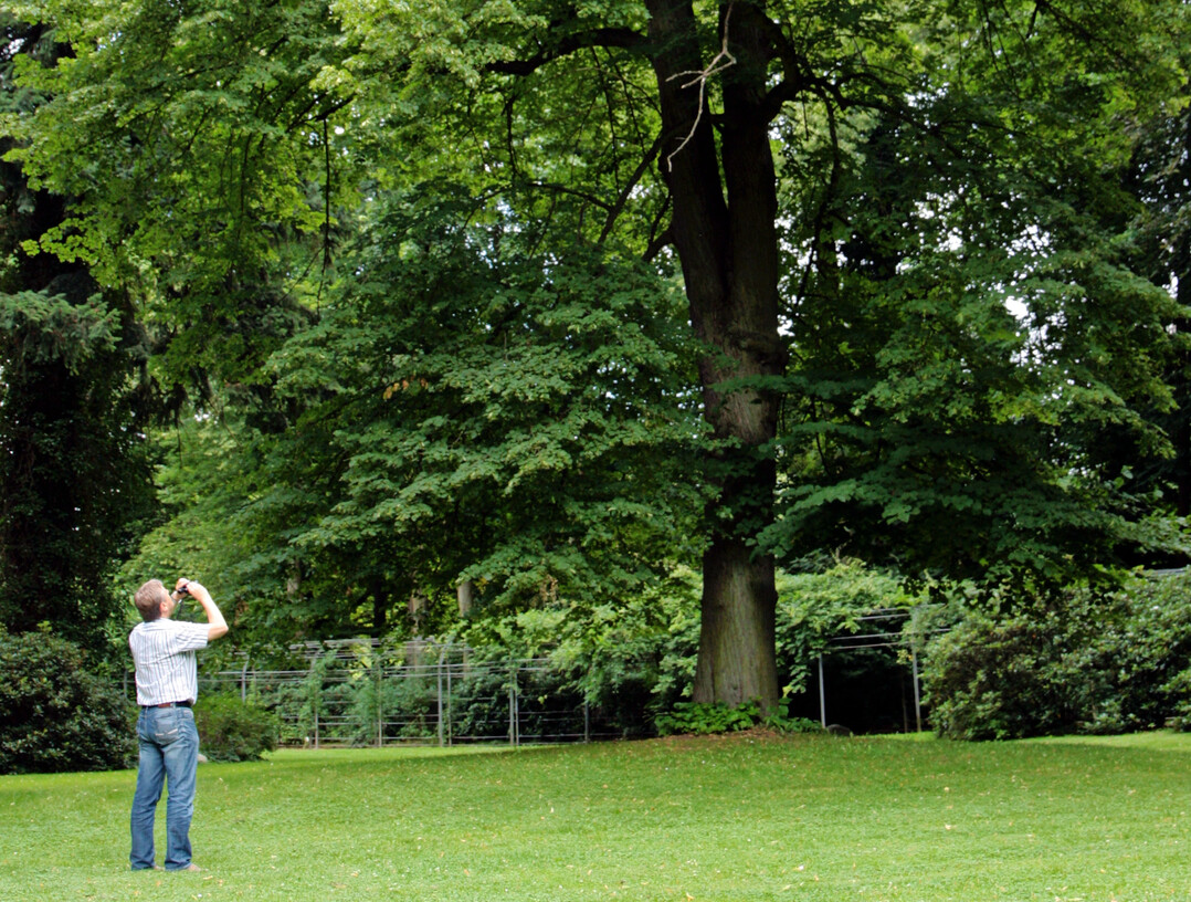 Baumkontrolleur oder Baumsachverständiger? Beide arbeiten am Baum. Die Anforderungsprofile sind jedoch verschieden.