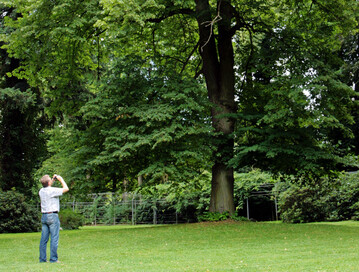 Baumkontrolleur oder Baumsachverständiger? Beide arbeiten am Baum. Die Anforderungsprofile sind jedoch verschieden.