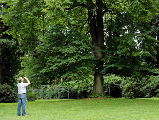 Baumkontrolleur oder Baumsachverstndiger? Beide arbeiten am Baum. Die Anforderungsprofile sind jedoch verschieden. 