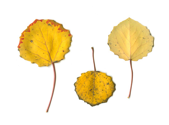 Laub, Blatt, Blätter: Zitterpappel, Espe, Populus tremula