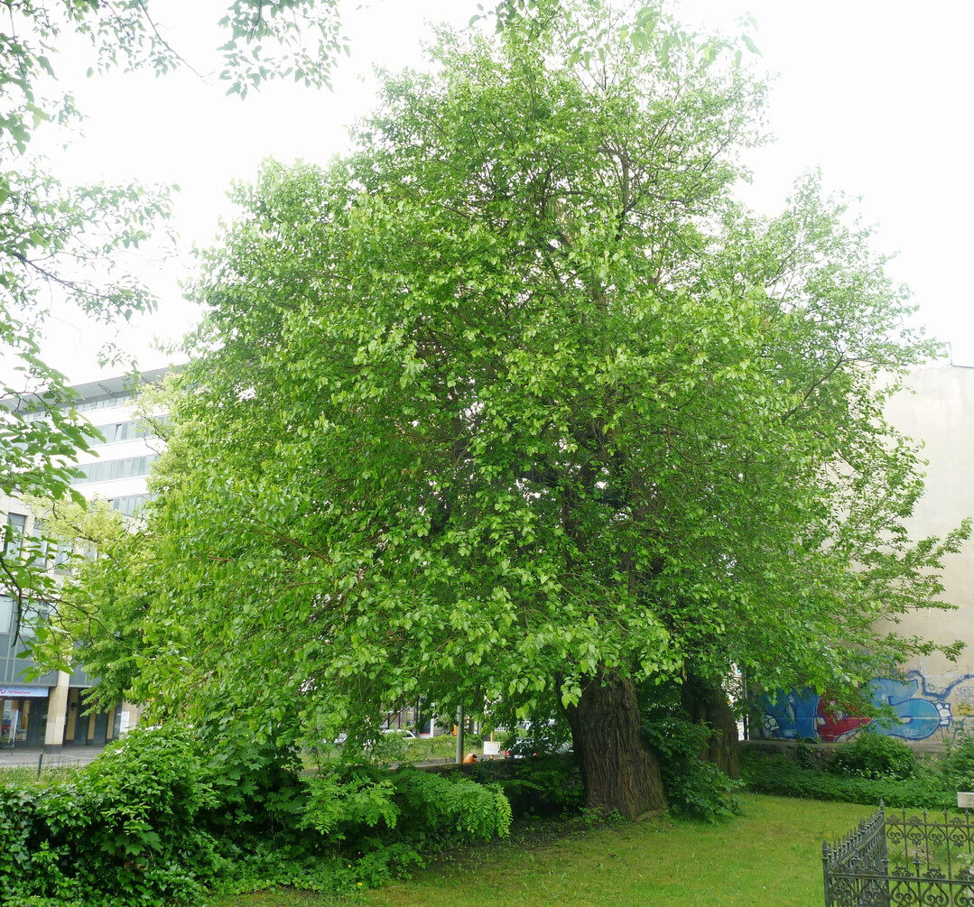 Die alten Morus alba auf dem früheren Kirchhof in Berlin-Zehlendorf aus der zweiten Hälfte des 18. Jh.