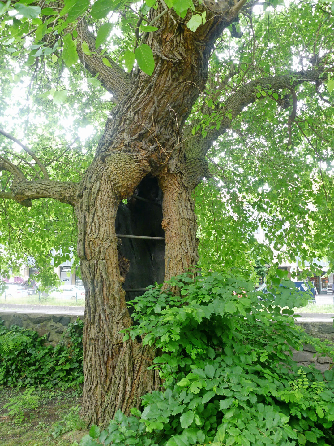 Die alten Morus alba auf dem früheren Kirchhof in Berlin-Zehlendorf aus der zweiten Hälfte des 18. Jh.