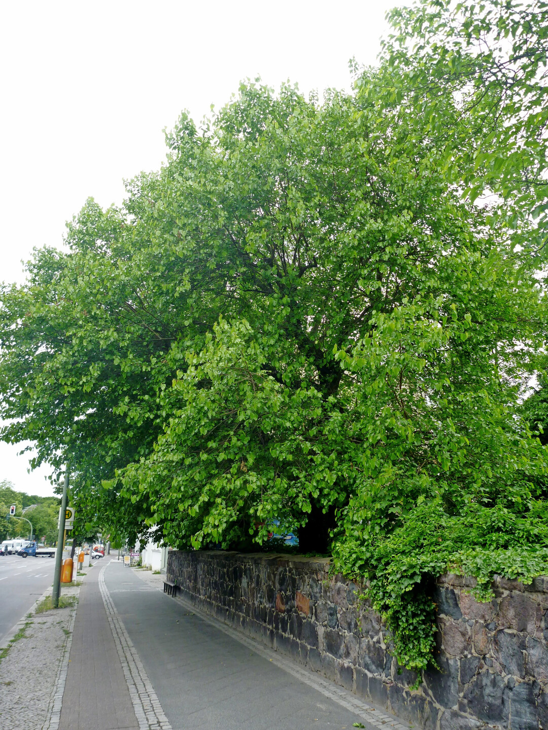 Die alten Morus alba auf dem früheren Kirchhof in Berlin-Zehlendorf aus der zweiten Hälfte des 18. Jh.