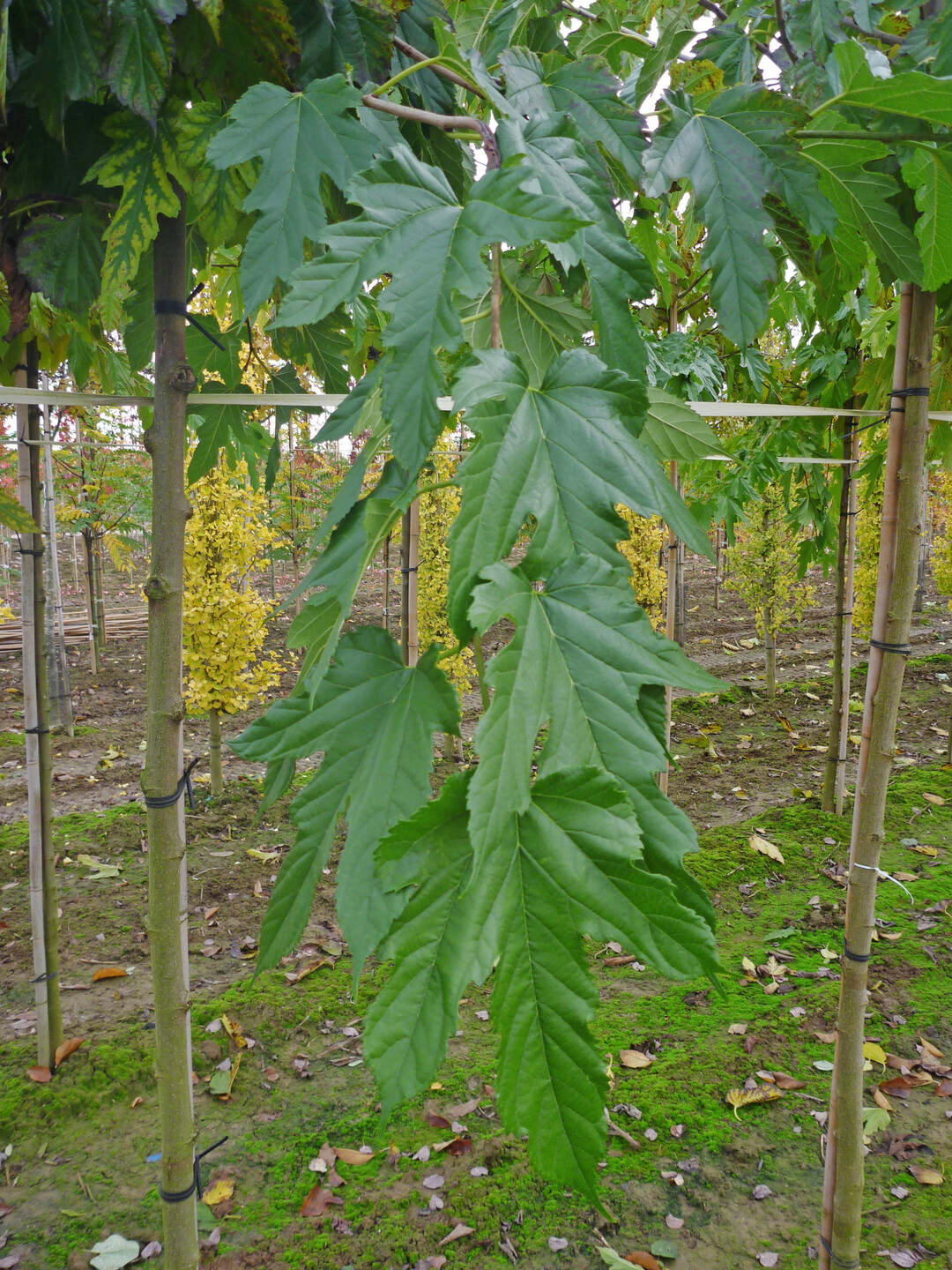 Die ausdrucksstarken Blätter