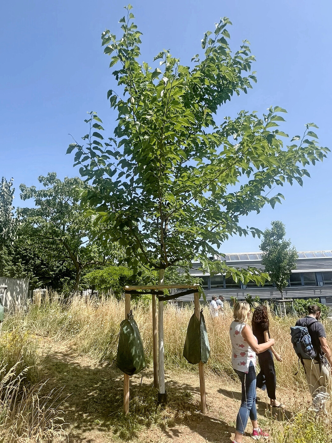 Morus alba ‘Fruitless’-Hochstamm