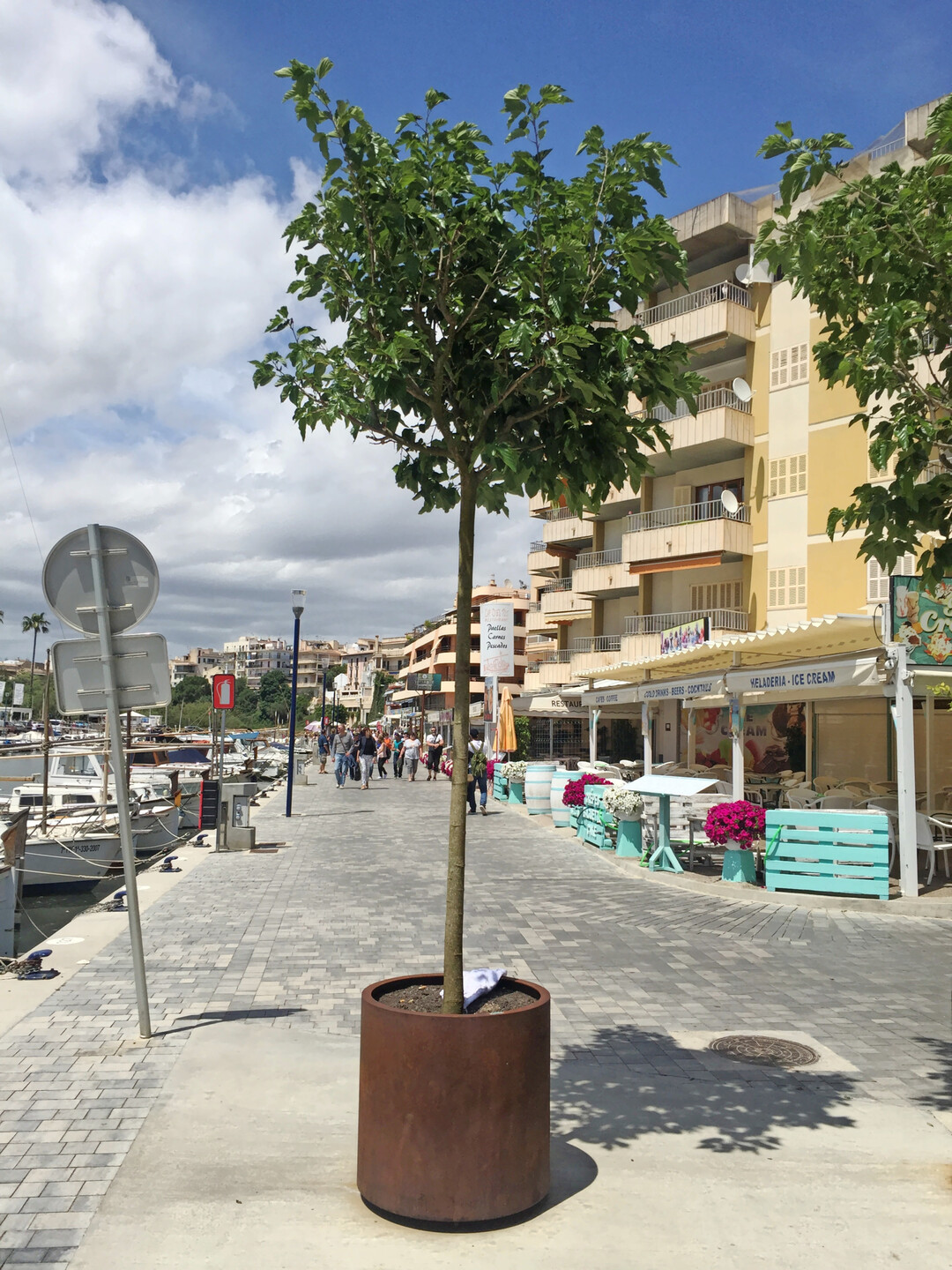 Morus alba im Kübel auf Mallorca