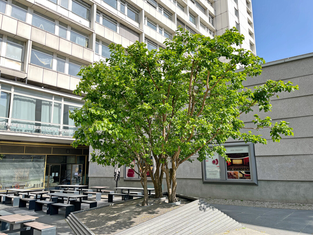 Mehrstämmige Morus alba in einem Hochbeet in Berlin, Nähe Zooplast