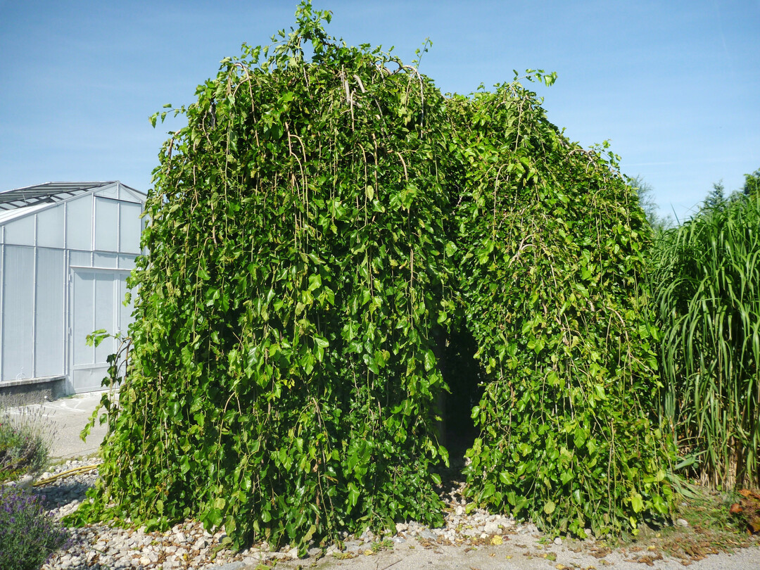Morus alba ‘Pendula’