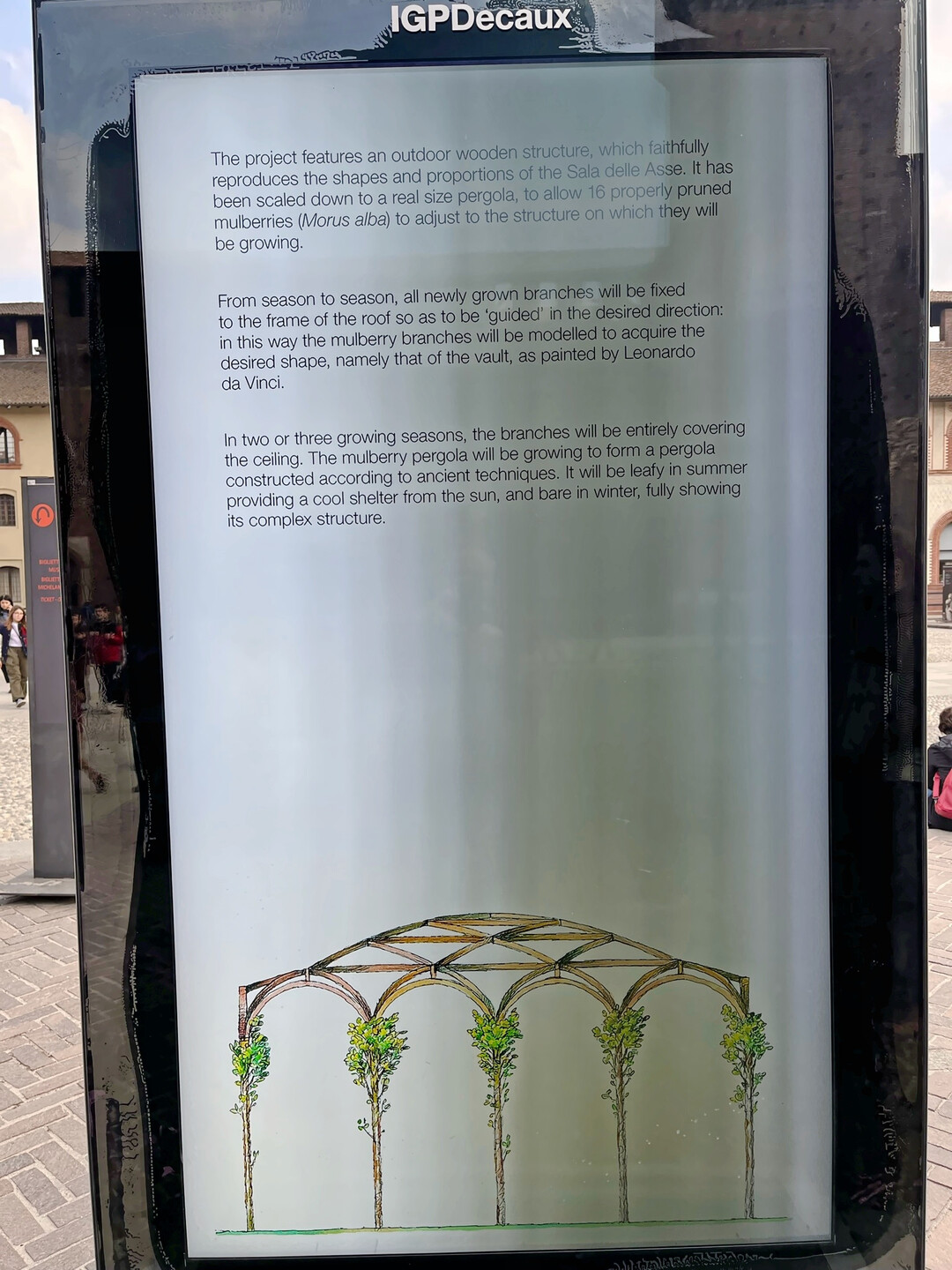 Pavillon aus Morus alba nach historischem Vorbild in Mailand, Castello Sforzesco