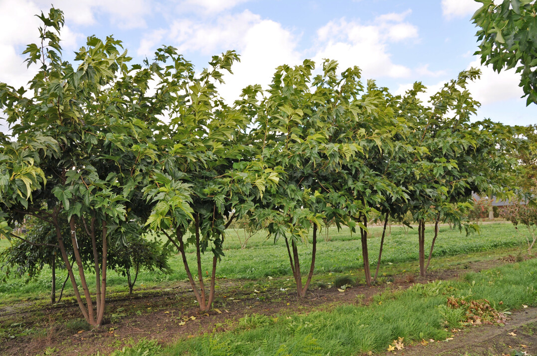 Morus alba ‘Fruitless’- Schirm