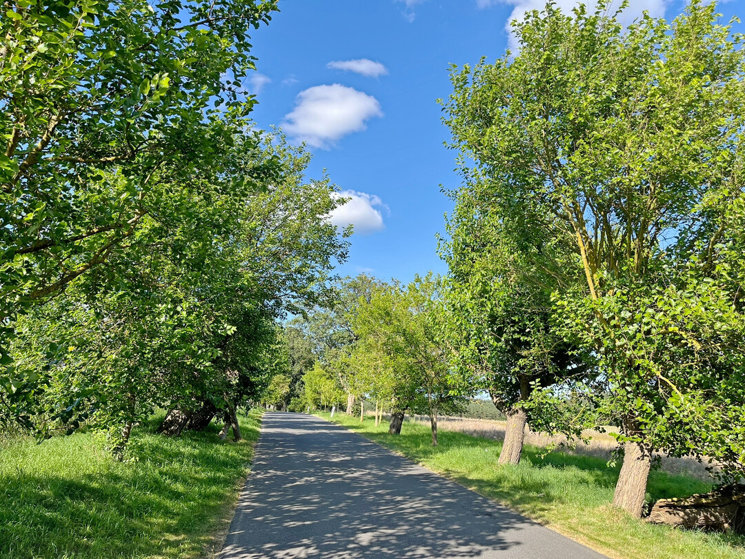 Die geschützte Maulbeerallee in Zernikow (Brandenburg), gepflanzt Mitte des 18. Jh.