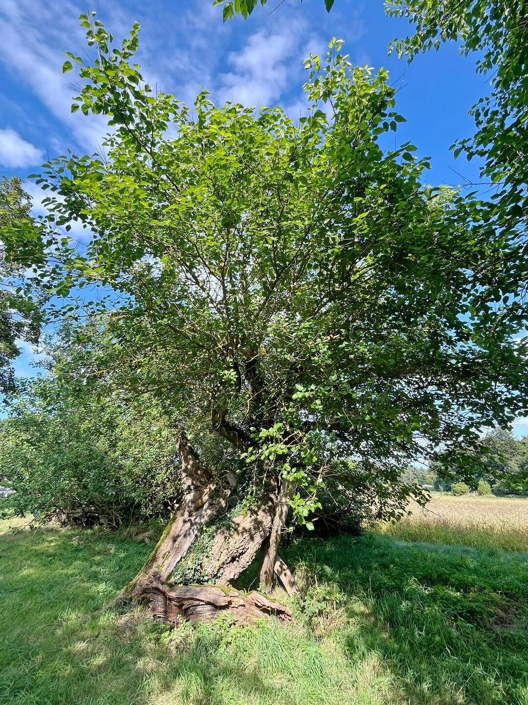 Einer der Bäume aus der Entstehungszeit