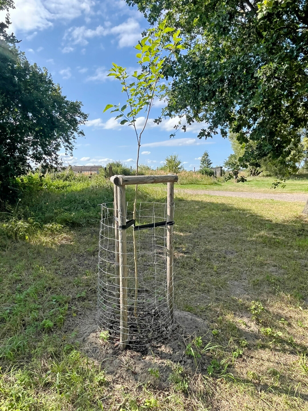 Frisch gepflanzter Jungbaum