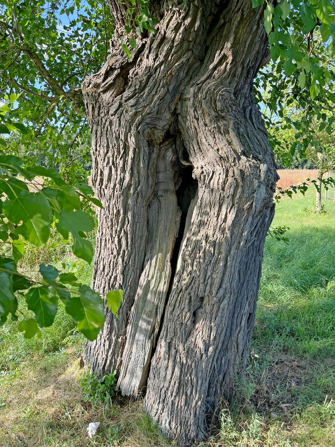 Detail vom Stamm einer der Bäume aus der Entstehungszeit