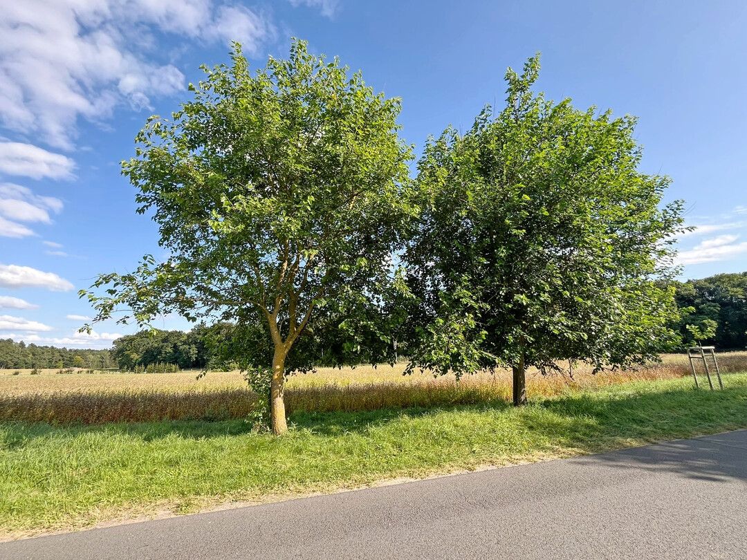 Gut entwickelte Jungbäume