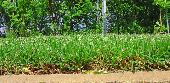 Rohrschwingel im Fertigrasenanbau