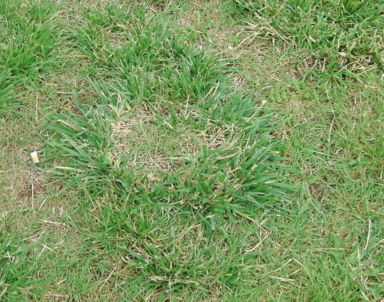 Rohrschwingel als "Ungras"