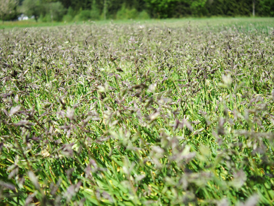 Blhende Lgerrispe mit rtlichen Rispen