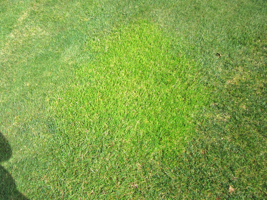 Typischer Lgerrispenfleck in einem normalen Gebrauchsrasen