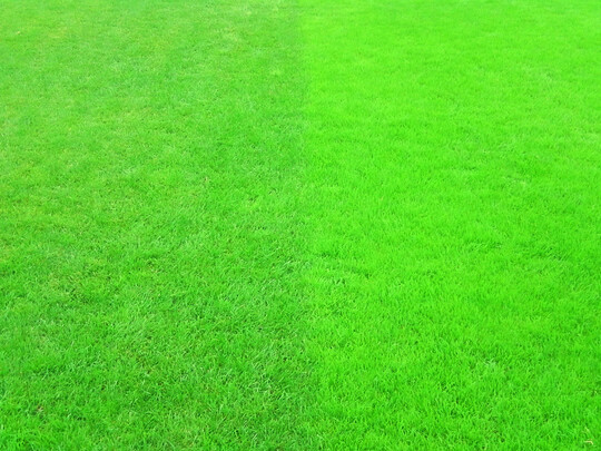 Ein Kontrast  normaler Gebrauchsrasen-Standard links und rechts ein reiner Lgerrispenrasen