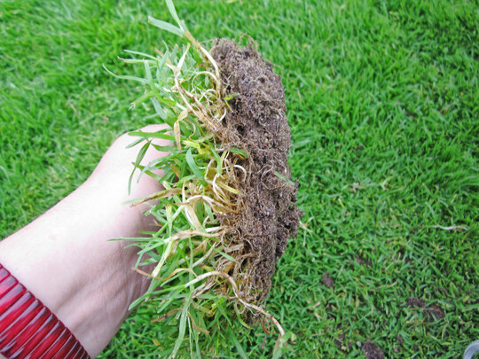 Lgerrispe Ende September/Anfang Oktober  keine neuen tiefen Wurzeln und daher kaum Scherfestigkeit der Lgerrispennarbe