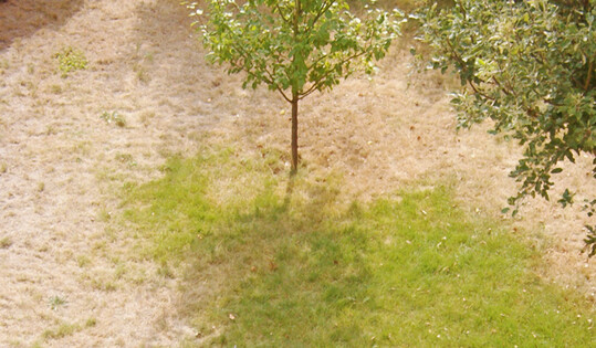 Schaden durch Trockenheit an einem Gartenrasen