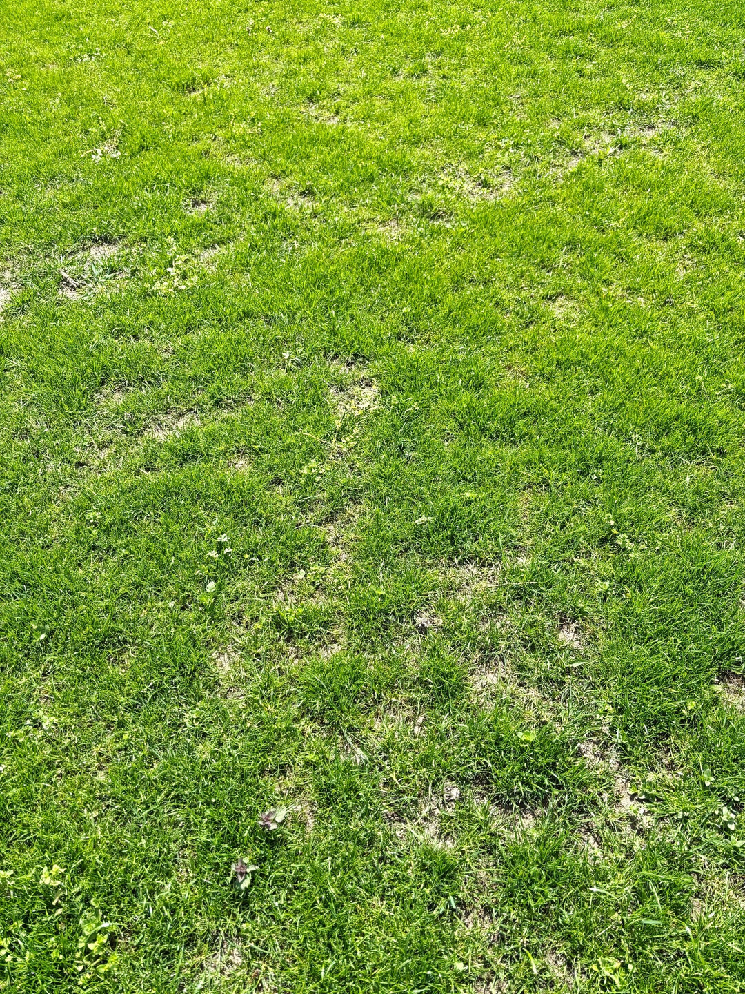 Im April 2025 zeigten sich in der Slowakei bereits die Erfolge von guter Zusammenarbeit und professioneller Rasenpflege.