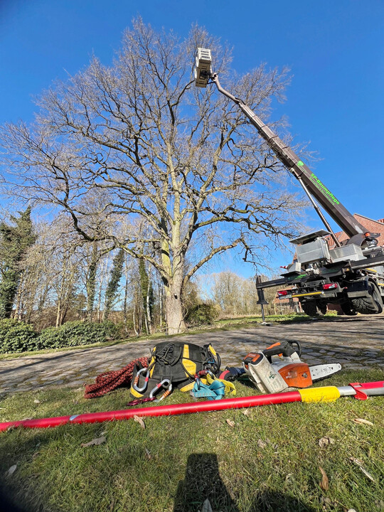 Professionelle Baumpflege sollte der Laie im Idealfall kaum erkennen k�nnen.