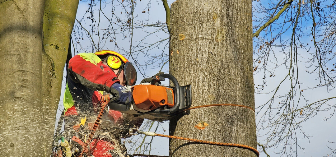 Bei der SKT ist man dichter am Baum und bewegt sich mit ihm.