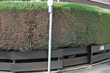 Massive Schäden an Scheinzypressenhecke durch das Einwirken streusalzhaltiger Gischt