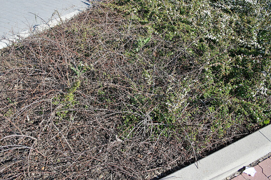 Ablagerung streusalzhaltigen Schnees auf den Pflanzflchen hat zu umfangreichen Schden an den Cotoneastern gefhrt.