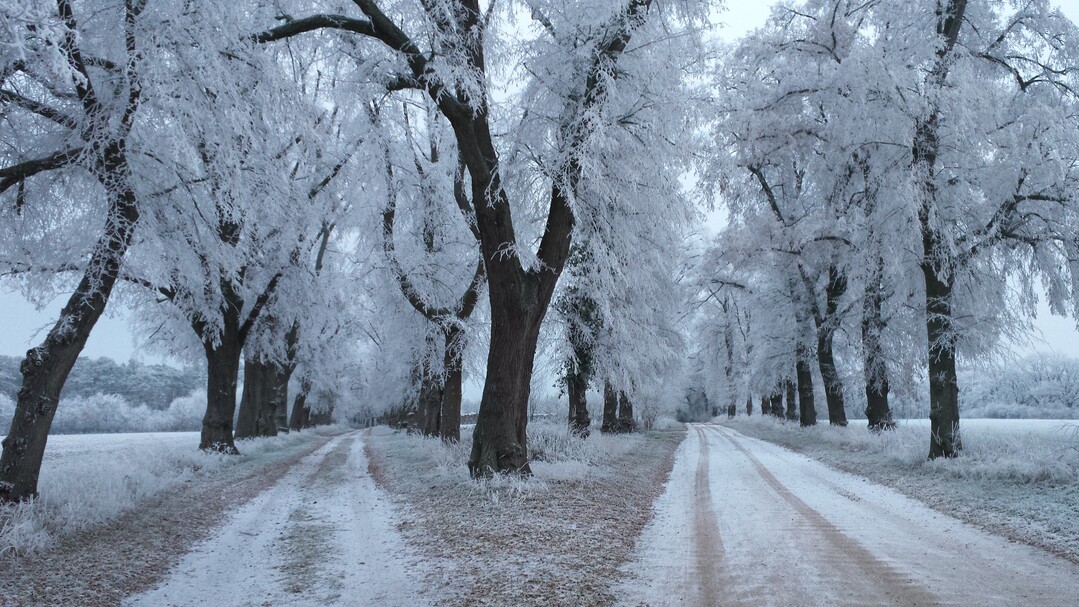 Allee des Jahres 2023