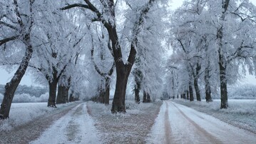 Allee des Jahres 2023