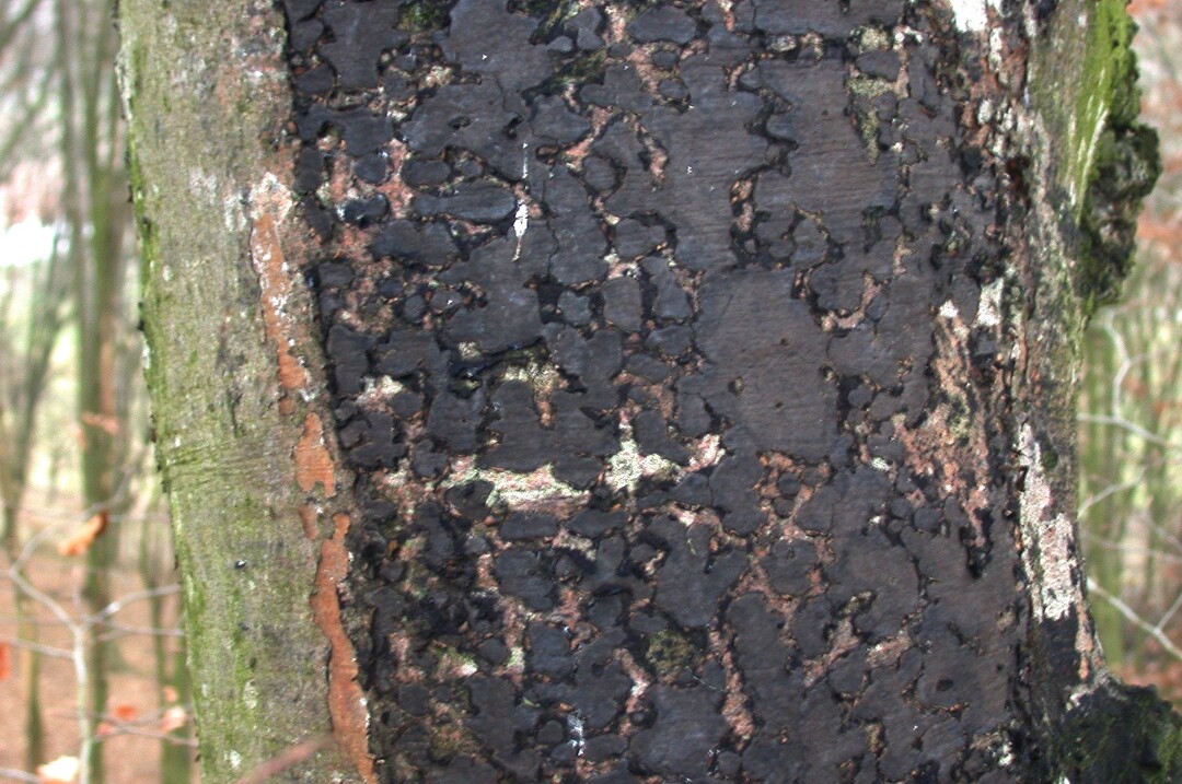 Biscogniauxia nummularia