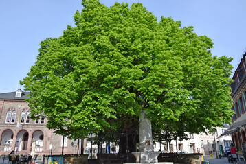 Winter-Linde in Geisenheim