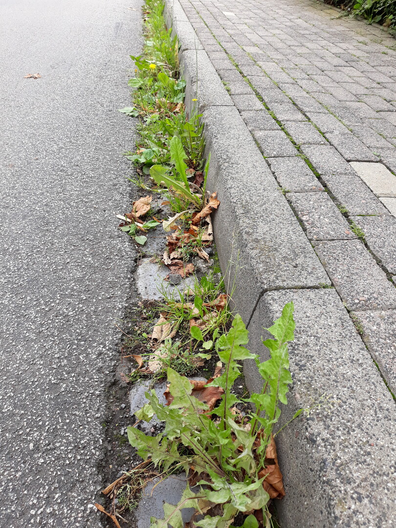 Regelmiges Kehren htte diesen Aufwuchs verhindert.