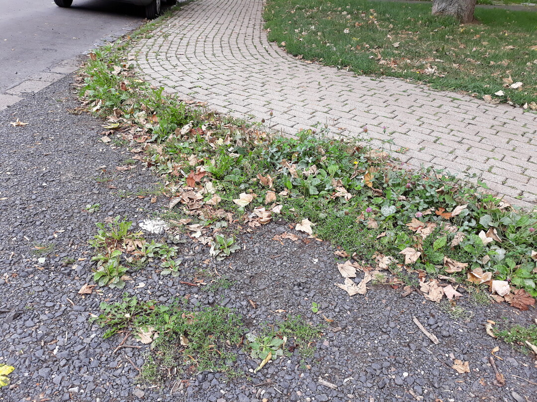 Auch hier wird der Fahrweg nur wenig genutzt, Pflanzen siedeln sich an.