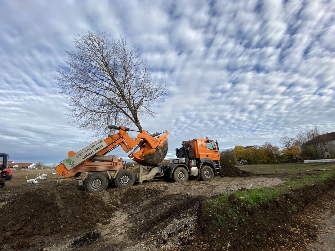 Vor knapp zwei Jahren wurden insgesamt 18 Grobume der Gemeinde auf das Gelnde der knftigen Landesgartenschau Kirchheim verpflanzt. Mit den Treesense-Sensoren wurde gemessen, wie gut die Bume die aufwndige Aktion verkraftet haben.